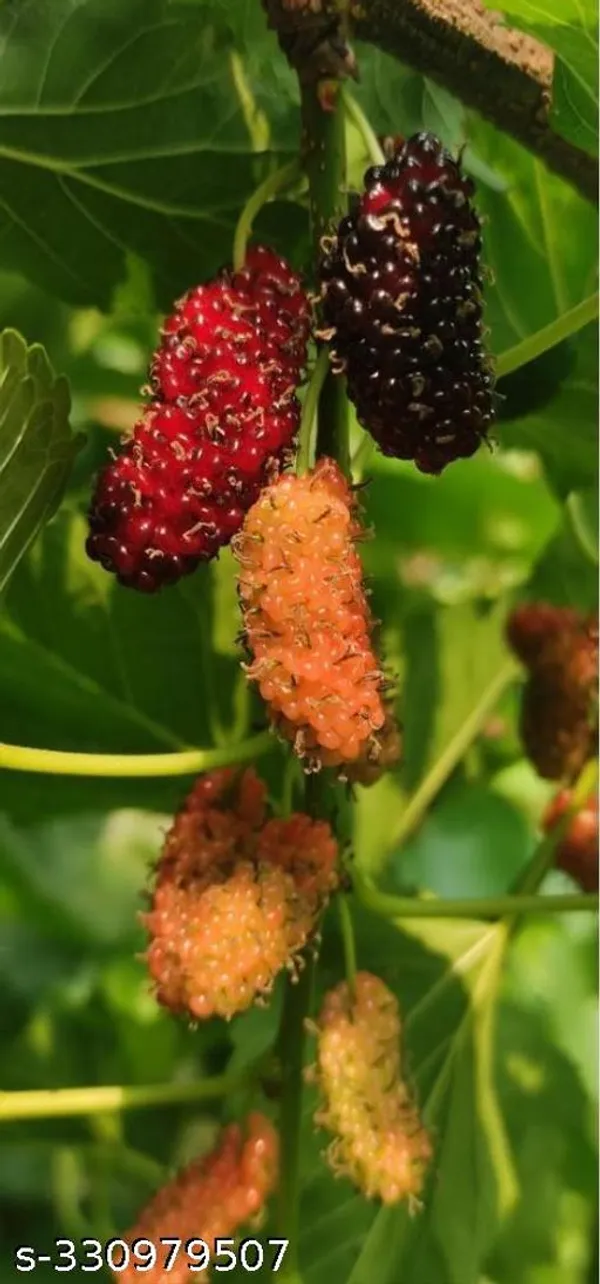 Mulberry_Fruits_Plant