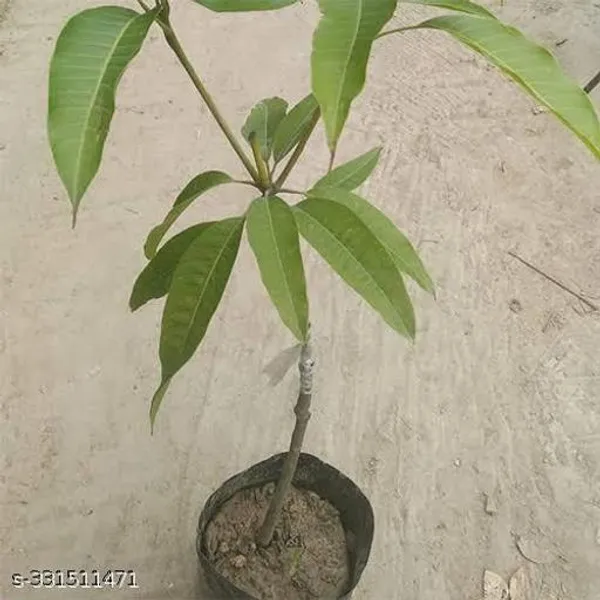 All_Time_Mondal_Plant_Nursery_Mango_Plant