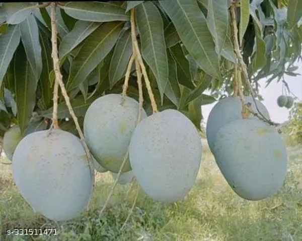 All_Time_Mondal_Plant_Nursery_Mango_Plant