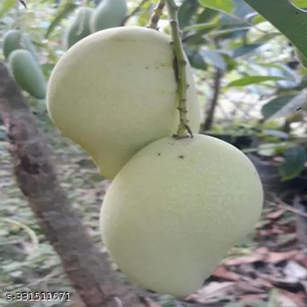 Sweet_Mango_Fruit_Plant