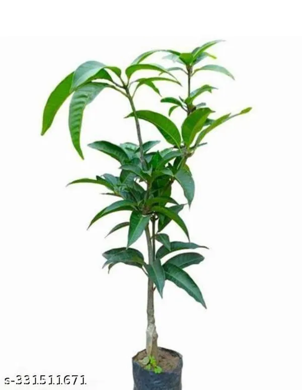 Sweet_Mango_Fruit_Plant