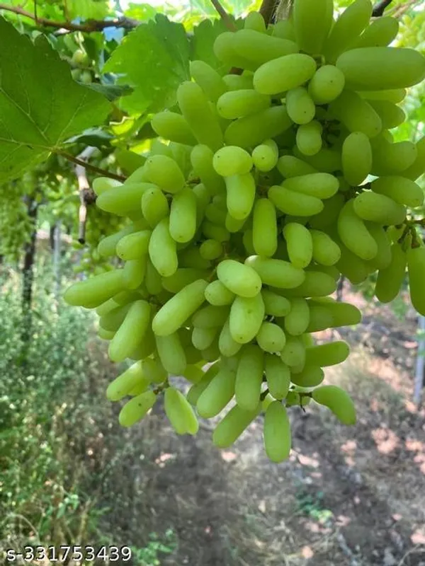 Grapes_Angur_Plant_Classy_Fruit_Fruit_Trees