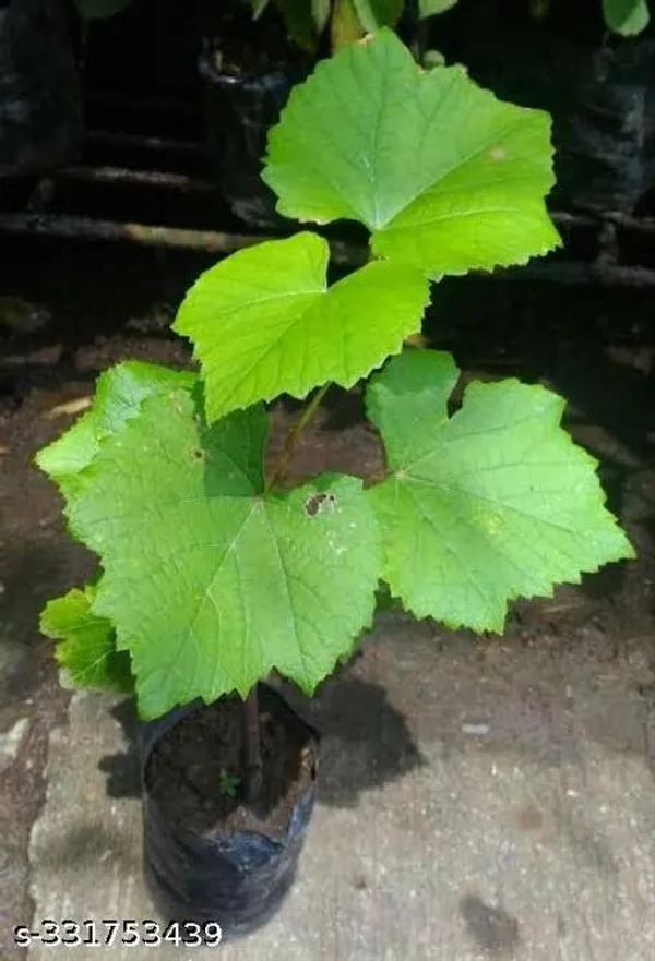 Grapes_Angur_Plant_Classy_Fruit_Fruit_Trees