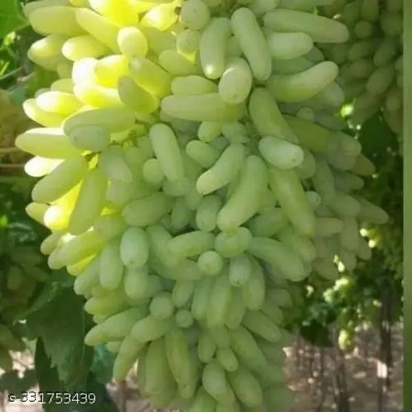 Grapes_Angur_Plant_Classy_Fruit_Fruit_Trees