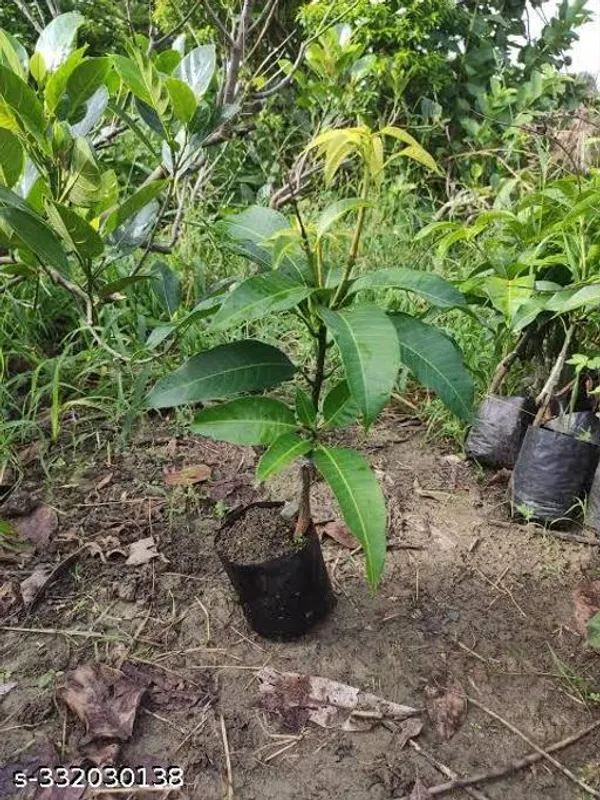 Mango_Grafted_Plant