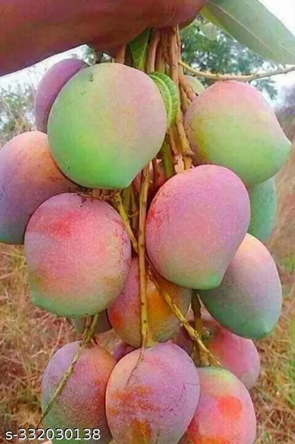Mango_Grafted_Plant