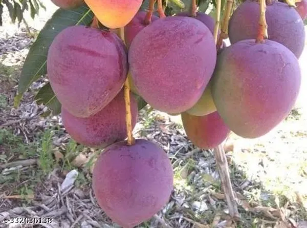 Mango_Grafted_Plant