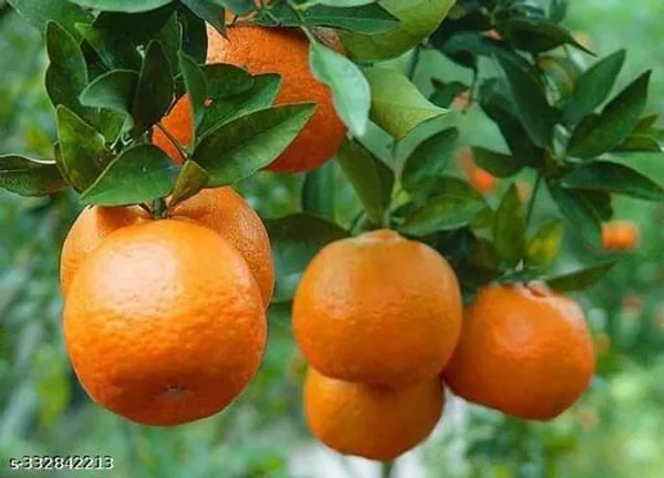 Plant_Paradise_Hybrid_Orange_Plant