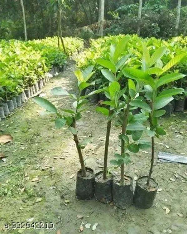 Plant_Paradise_Hybrid_Orange_Plant