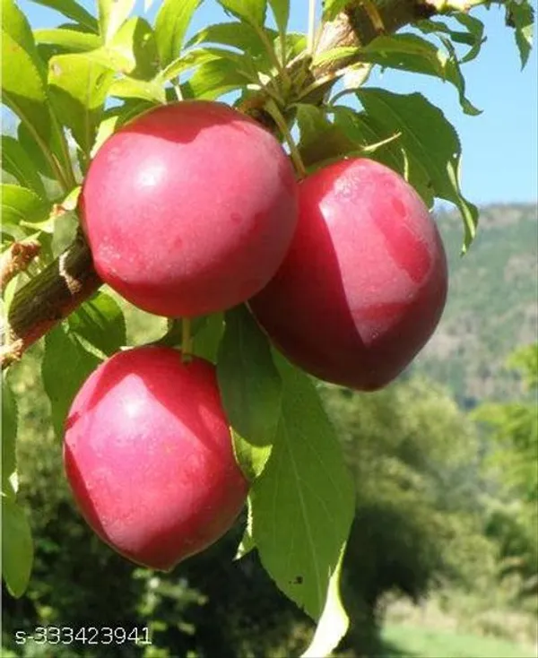 Aloo_Bukhara_Hybrid_Plant_Healthy_Plant