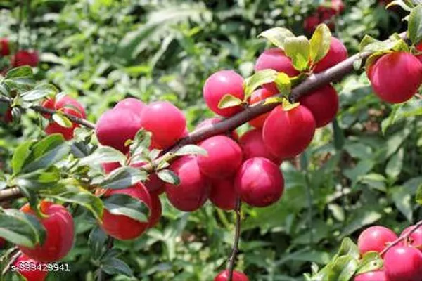 Aloo_Bukhara_Hybrid_Plant_Healthy_Plant