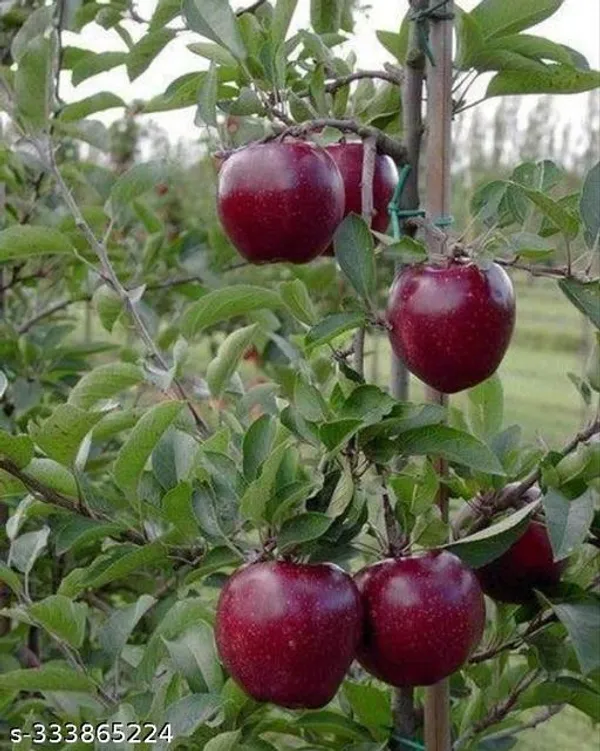 Apple_Plant_Hybrid_Plant