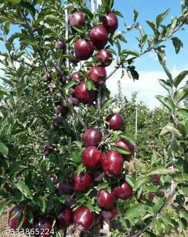Apple_Plant_Hybrid_Plant