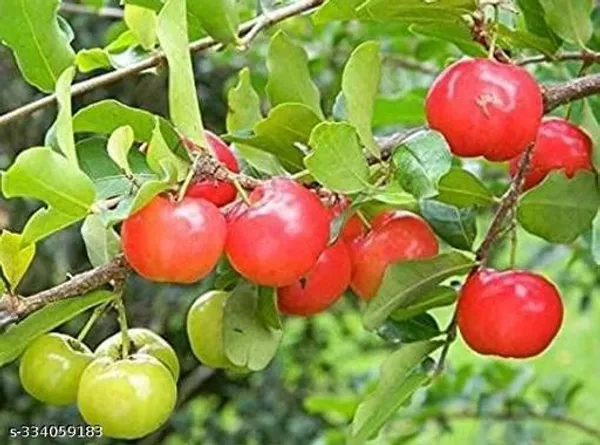 Barbados_Cherry_Fruits_Plant