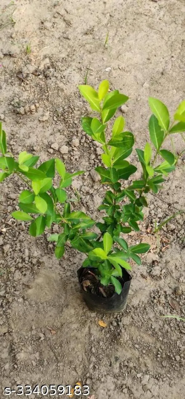 Barbados_Cherry_Fruits_Plant