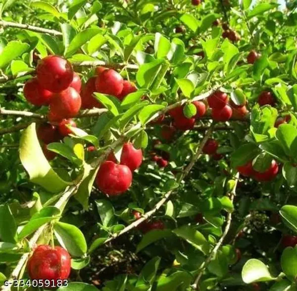 Barbados_Cherry_Fruits_Plant