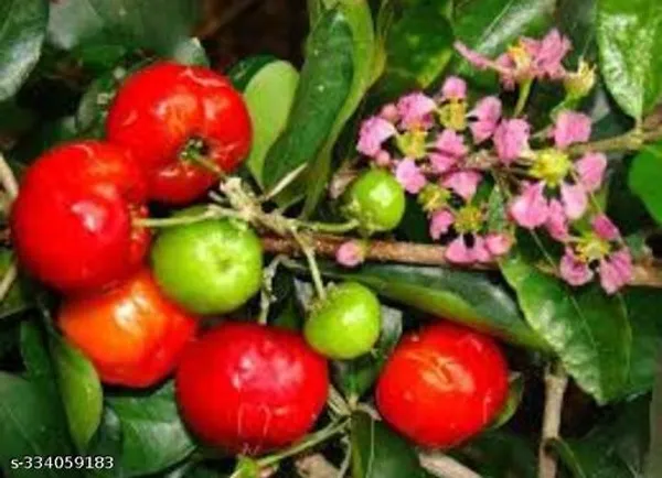 Barbados_Cherry_Fruits_Plant