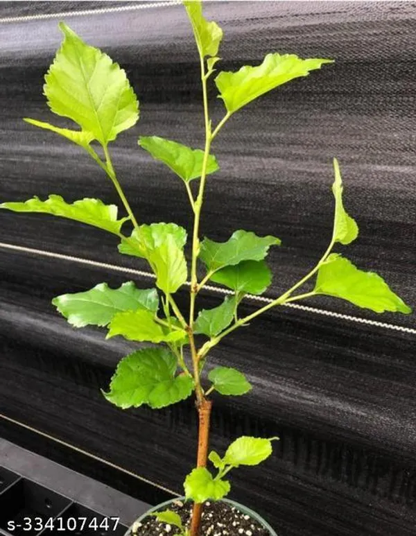 Mulberry_Plant