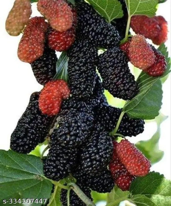 Mulberry_Plant