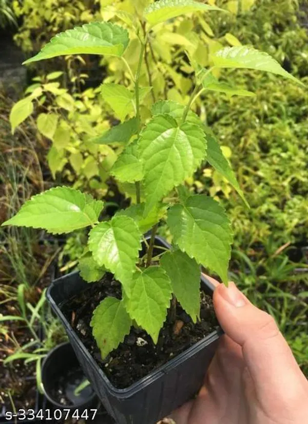 Mulberry_Plant