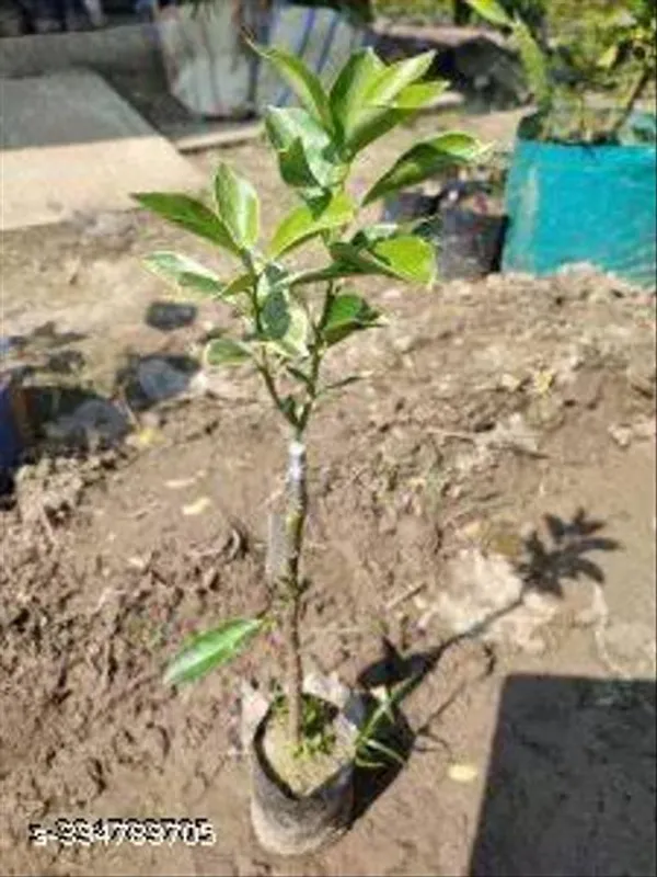 Lemon_Plant