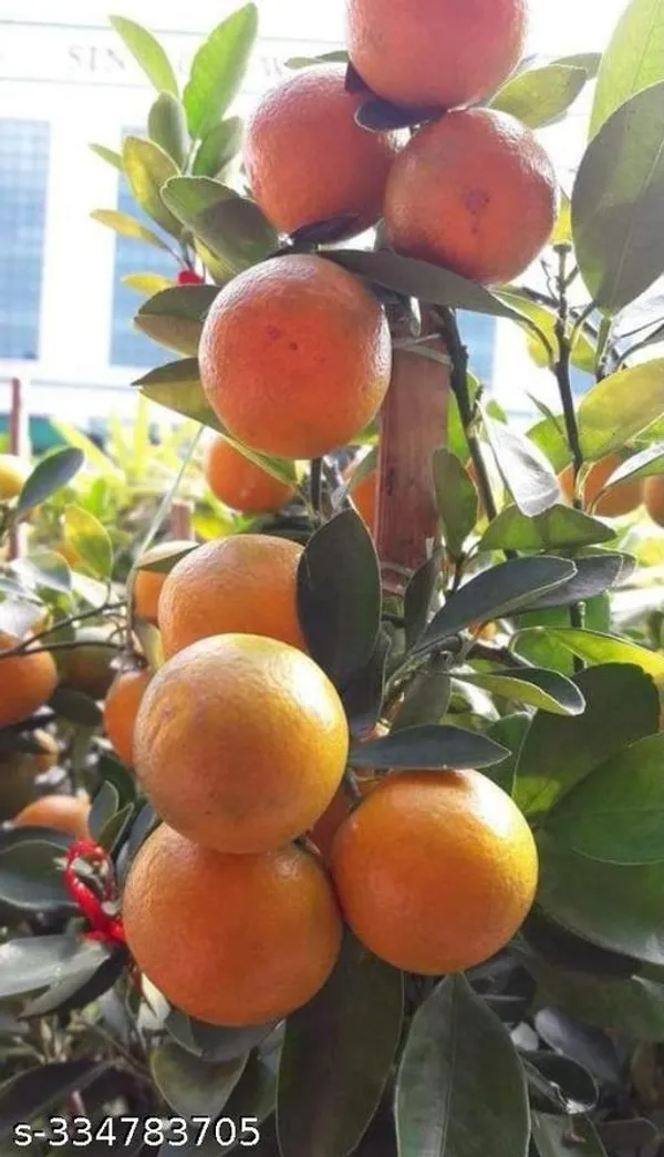 Lemon_Plant