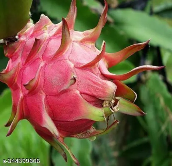 Hybrid_Red_Dragon_Fruit_Healthy_Plant_Pack_Of_3