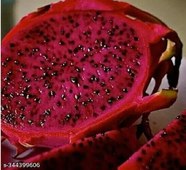 Hybrid_Red_Dragon_Fruit_Healthy_Plant_Pack_Of_3