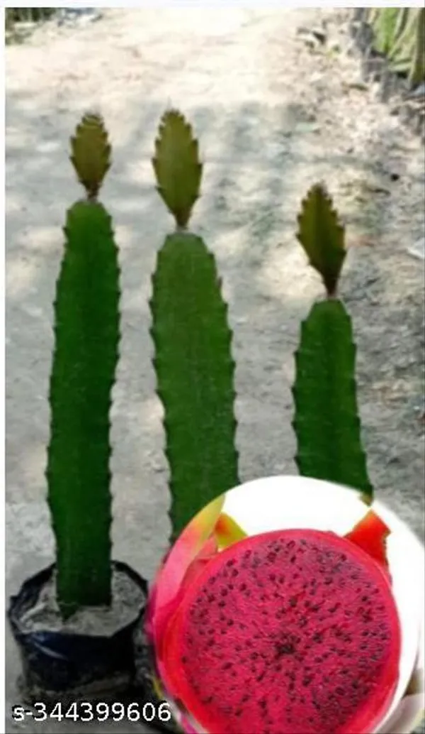 Hybrid_Red_Dragon_Fruit_Healthy_Plant_Pack_Of_3