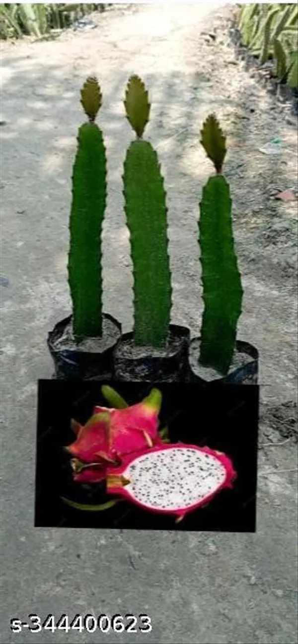 Hybrid_White_Dragon_Fruit_Plant_Healthy_Plant_Pack_Of_3