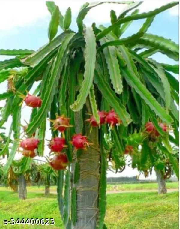 Hybrid_White_Dragon_Fruit_Plant_Healthy_Plant_Pack_Of_3