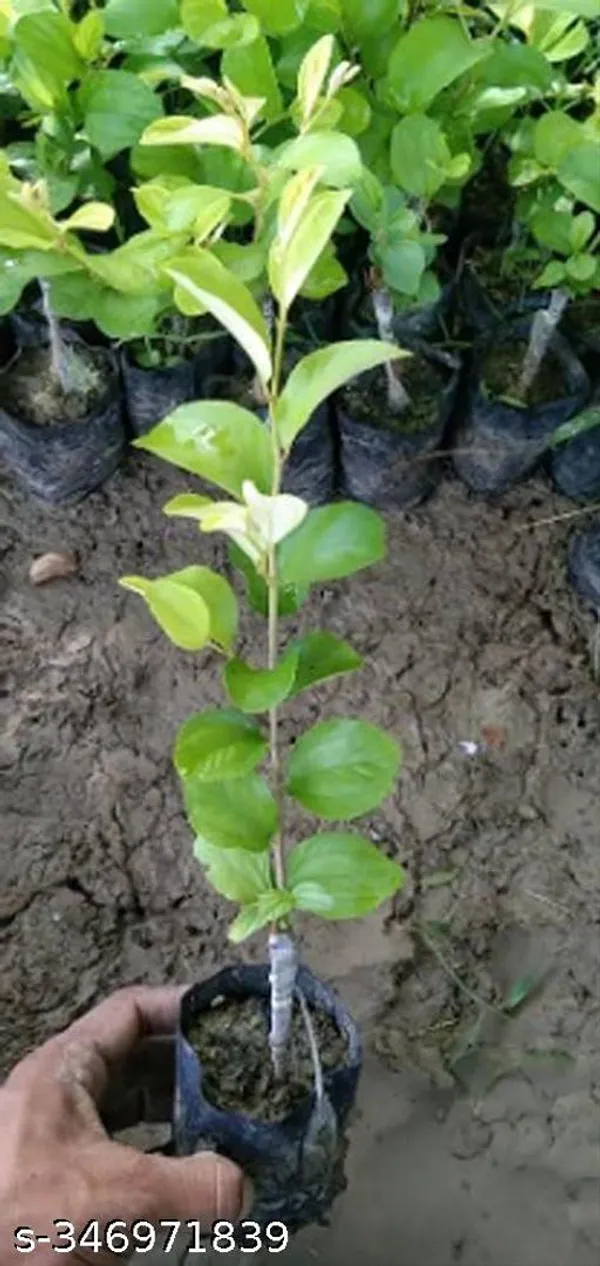 Kashmiri_Red_Apple_Ber_Jujube_Grafted_Fruit_Plant