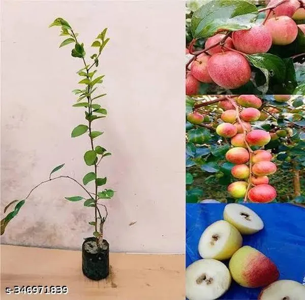 Kashmiri_Red_Apple_Ber_Jujube_Grafted_Fruit_Plant