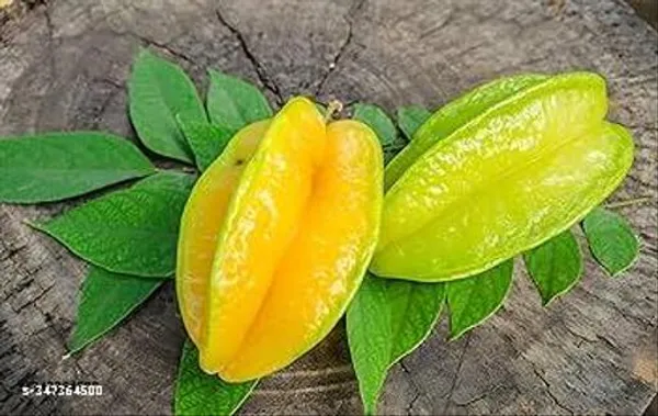 Start_Fruit_Kamranga_Thai_Grafted_Healthy_Plant