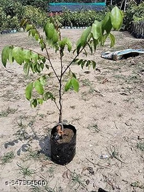 Start_Fruit_Kamranga_Thai_Grafted_Healthy_Plant