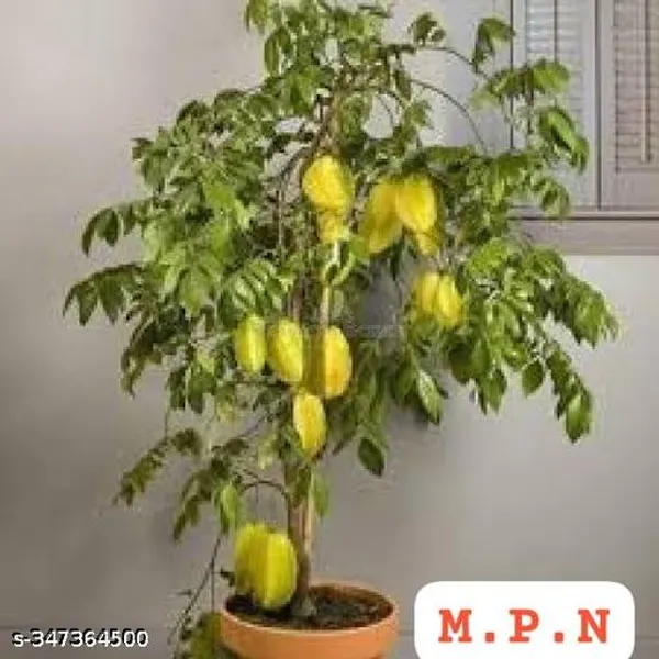 Start_Fruit_Kamranga_Thai_Grafted_Healthy_Plant