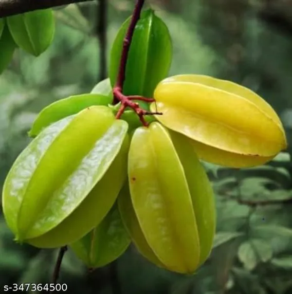Start_Fruit_Kamranga_Thai_Grafted_Healthy_Plant