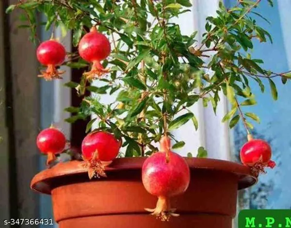 Green_Dalim_Anar_Pomegranate_Fruit_Plant