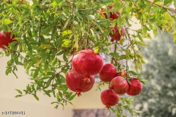 Green_Dalim_Anar_Pomegranate_Fruit_Plant