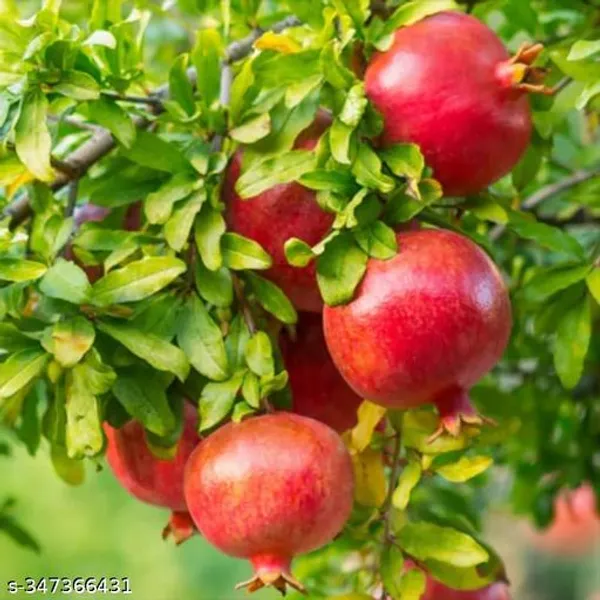 Green_Dalim_Anar_Pomegranate_Fruit_Plant