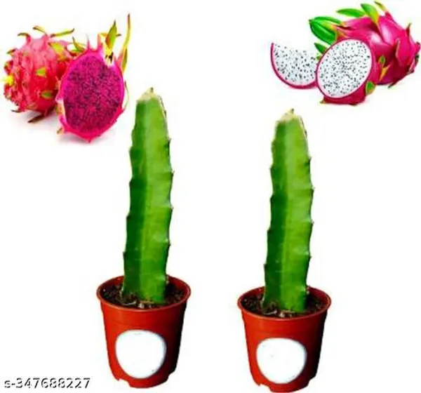 Rare_Pink_White_Dragon_Fruit_Plant_Combo_Hybrid_Pack_Of_2
