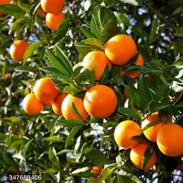 Altime_Hybrid_Seedless_Pati_Lemon_With_Malta_Mousumi_Lemon_Combo_Pack_Of_2