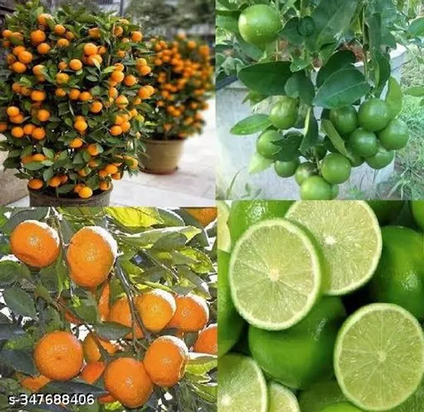 Altime_Hybrid_Seedless_Pati_Lemon_With_Malta_Mousumi_Lemon_Combo_Pack_Of_2
