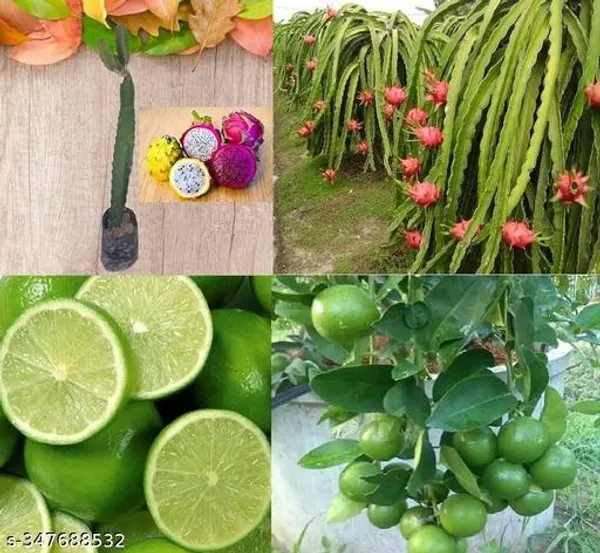 Altime_Hybrid_Seedless_Pati_Lemon_With_Dragon_Fruit_Plant_Combo_Pack_Of_2