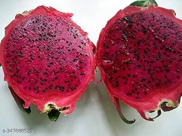 Altime_Hybrid_Seedless_Pati_Lemon_With_Dragon_Fruit_Plant_Combo_Pack_Of_2