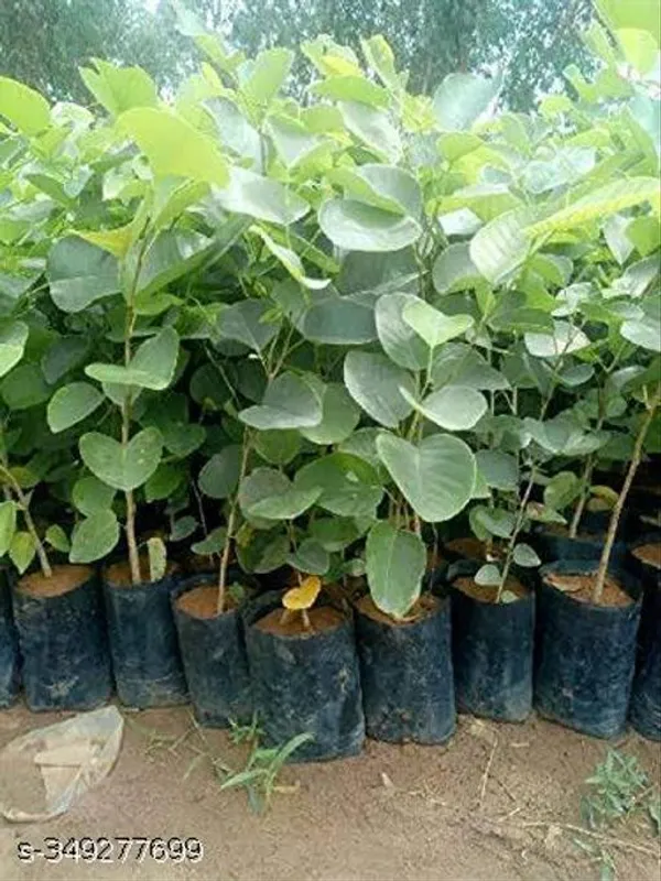 Red_Sandalwood_Chandan_Tree_Plant