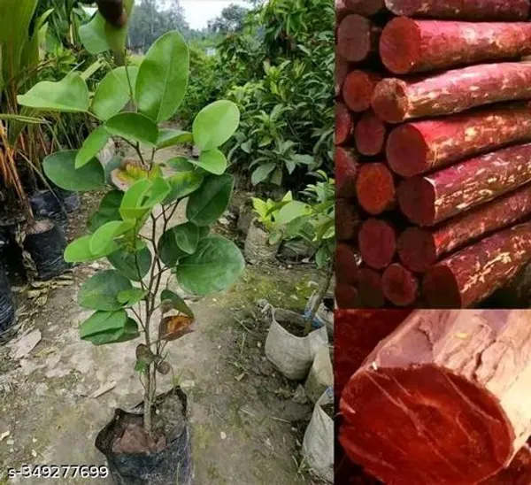 Red_Sandalwood_Chandan_Tree_Plant