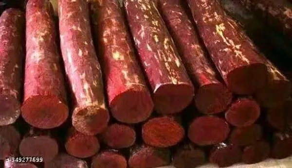 Red_Sandalwood_Chandan_Tree_Plant