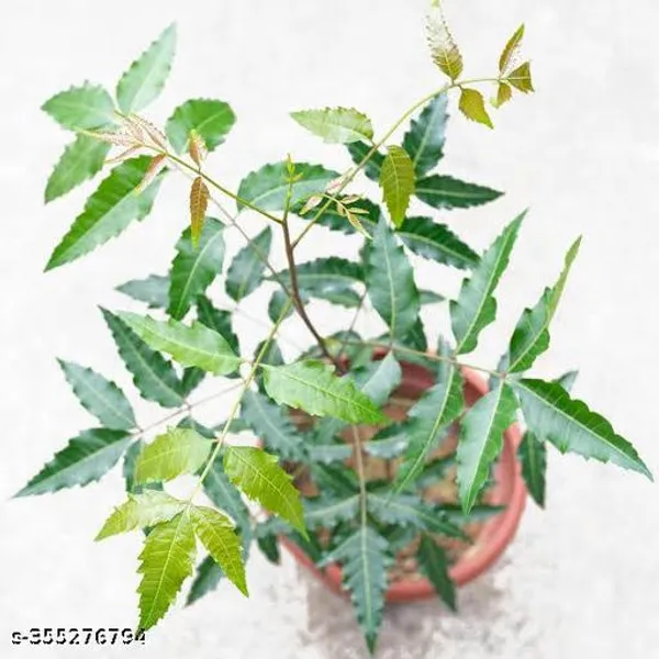 Green_Neem_Tree_Plant
