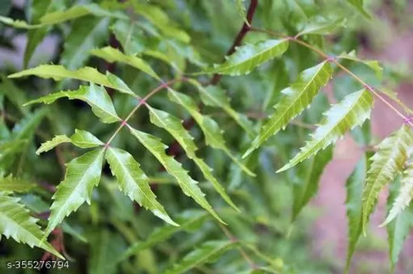 Green_Neem_Tree_Plant